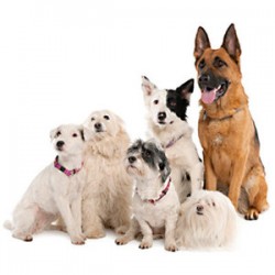 Finding A Dog Breeder